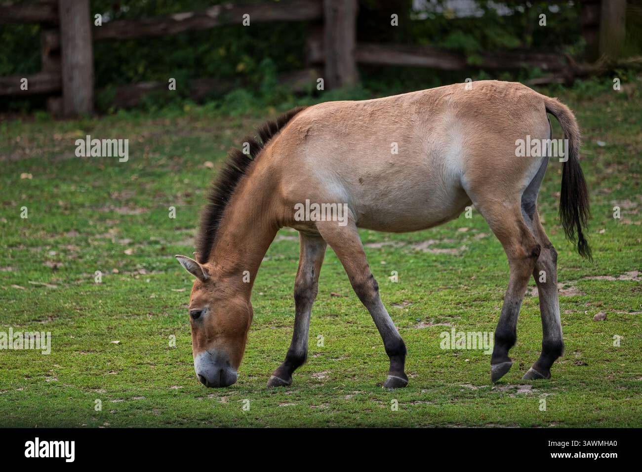 Cheval de Przewalski (Equus caballus przewalskii), animal domestiqué de la famille des équidés, région natale : Mongolie occidentale. Banque D'Images