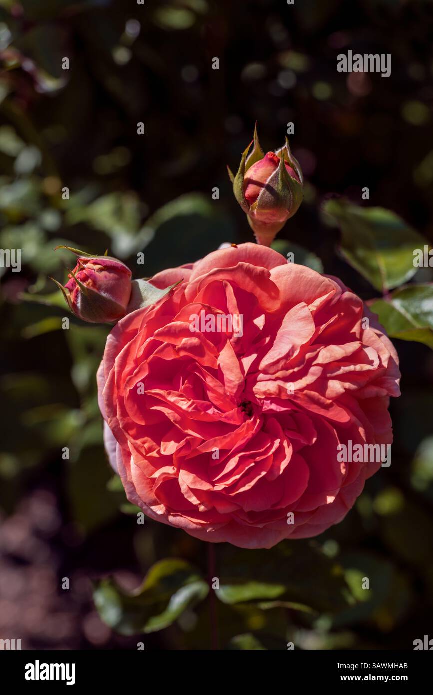 Fleurs de rose en fleurs de Rosa L. Kimono avec bourgeons, plante à fleurs de la famille des Rosaceae. Banque D'Images