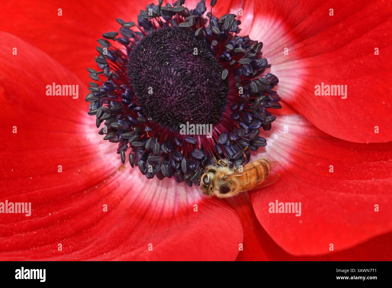 Abeille collectant le pollen sur l'anémone rouge Banque D'Images