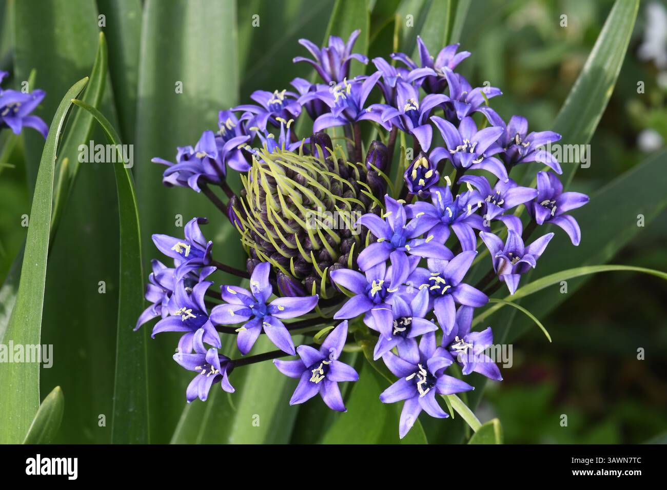 Courge portugaise, fleurs de Scilla peruviana Banque D'Images