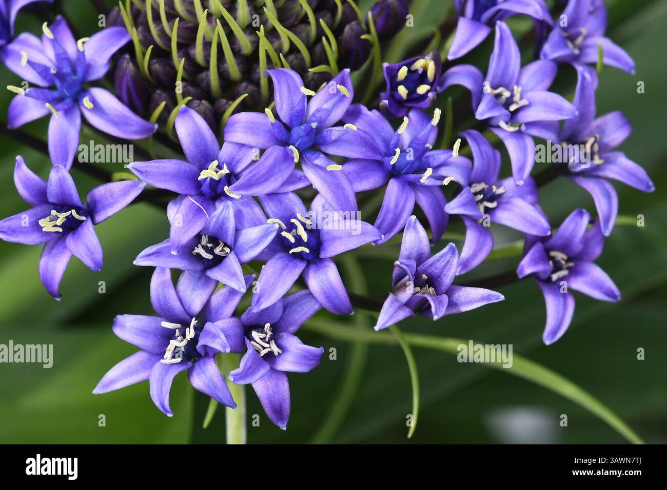 Courge portugaise, fleurs de Scilla peruviana Banque D'Images
