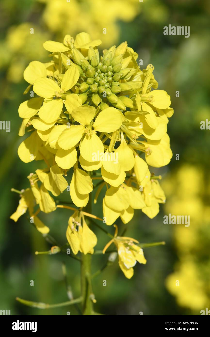 Moutarde sauvage, charlock, Sinapis arvensis Blossom Banque D'Images