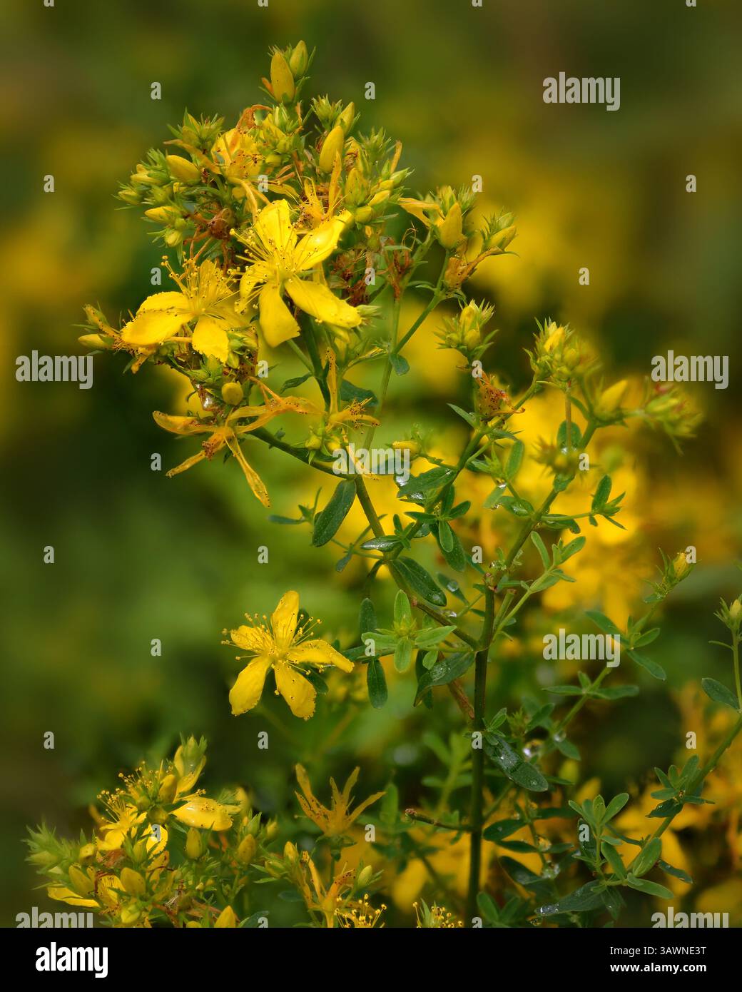 Le millepertuis (Hypericum maculatum) communément appelé millepertuis ou millepertuis commun est considéré par beaucoup comme une plante médicinale. Banque D'Images Le millepertuis (Hypericum maculatum) communément appelé millepertuis ou millepertuis commun est considéré par beaucoup comme une plante médicinale. Banque D'Images