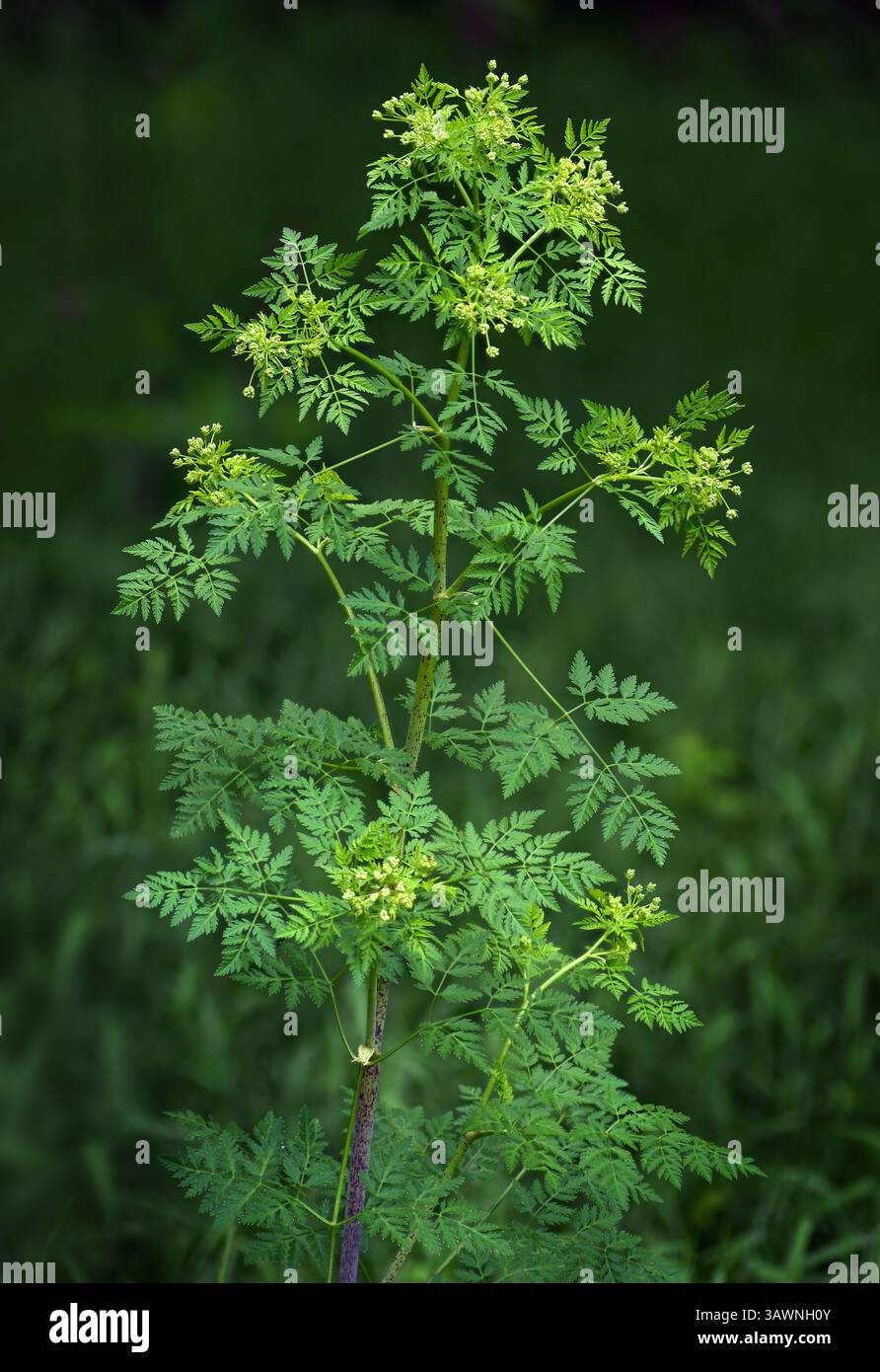 Poison Hemlock (Conium maculatum) pendant la haute saison de floraison à la fin mai. Notez les taches violettes sur la tige. Cette plante était utilisée pour des exécutions dans l'antiquité. Banque D'Images Poison Hemlock (Conium maculatum) pendant la haute saison de floraison à la fin mai. Notez les taches violettes sur la tige. Cette plante était utilisée pour des exécutions dans l'antiquité. Banque D'Images