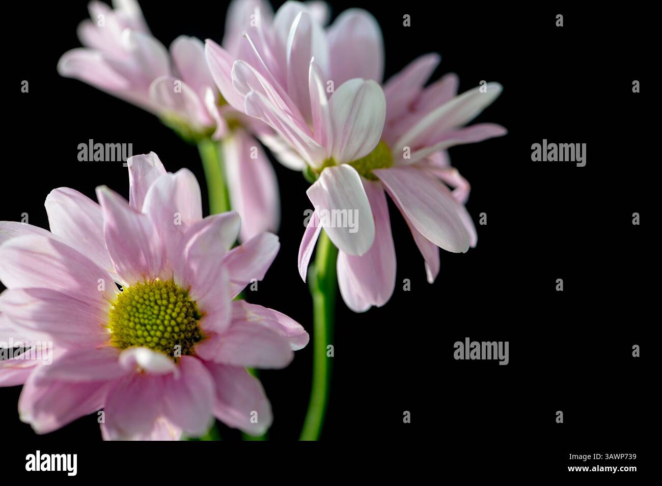 Marguerites roses sur fond noir Banque D'Images