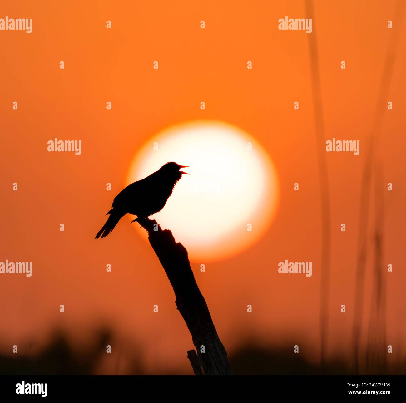 Mâle à ailes rouges (Agelaius phoeniceus) chantant au lever du soleil contre le soleil levant dans une zone humide côtière, Galveston, Texas, États-Unis. Banque D'Images