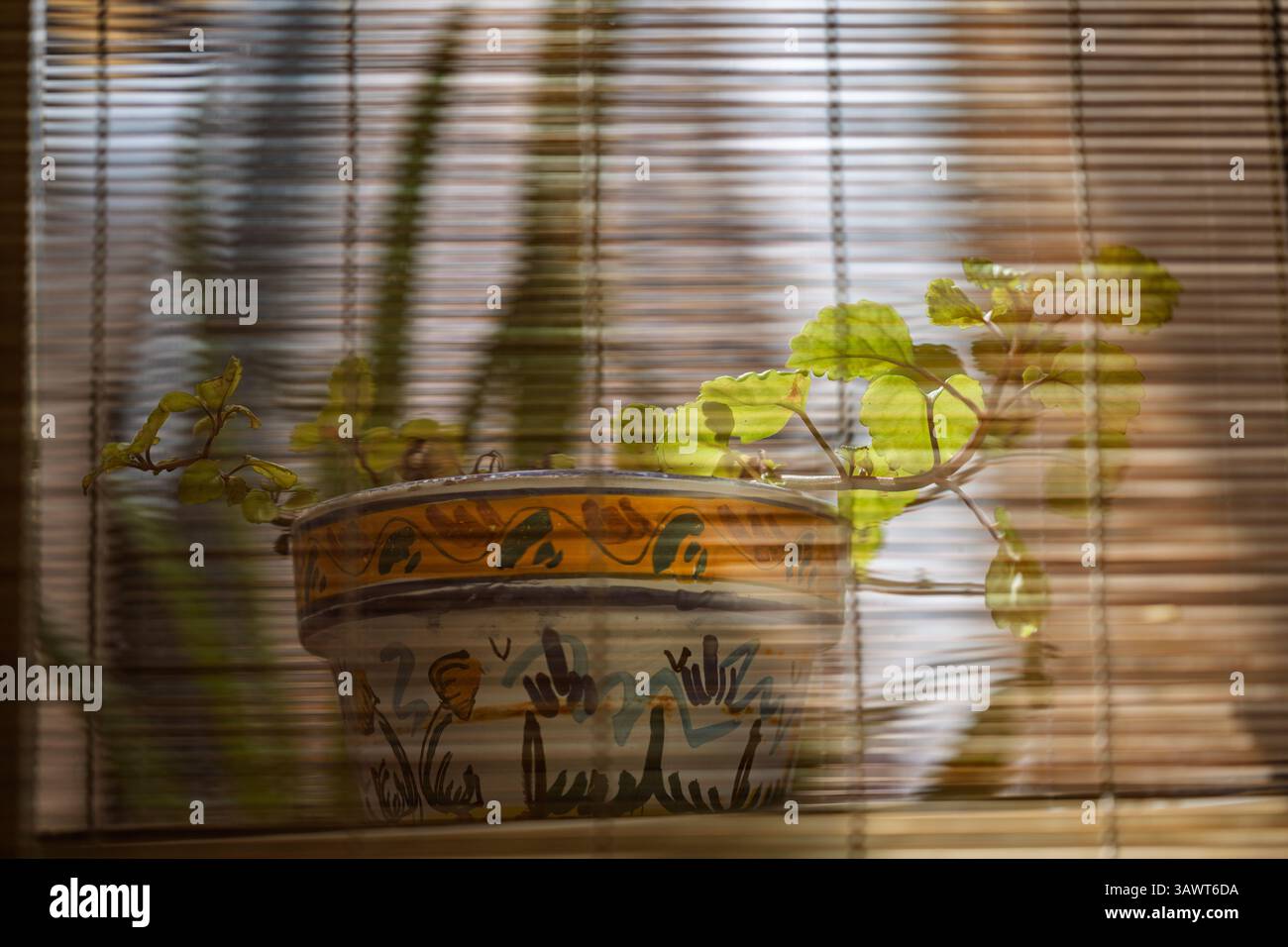 Un pot en céramique au feuillage vert est vu à travers des stores en bois dans un patio typique de Séville, Andalousie, mettant en valeur le charme local. Banque D'Images