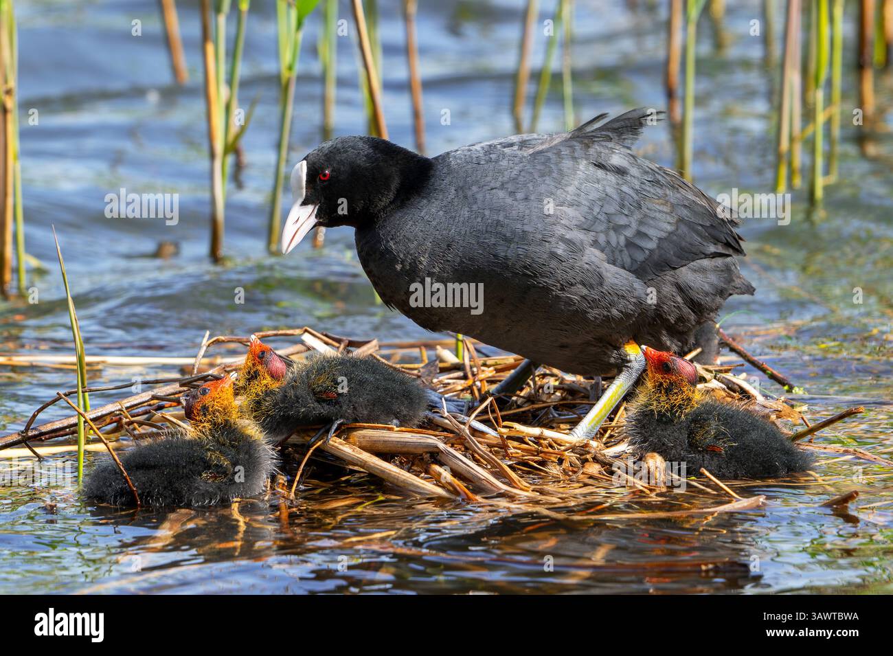 Coot eurasien / coot commun (Fulica atra) parent avec trois poussins reposant sur le nid dans l'étang parmi le roseau dans le marais / marais au printemps Banque D'Images