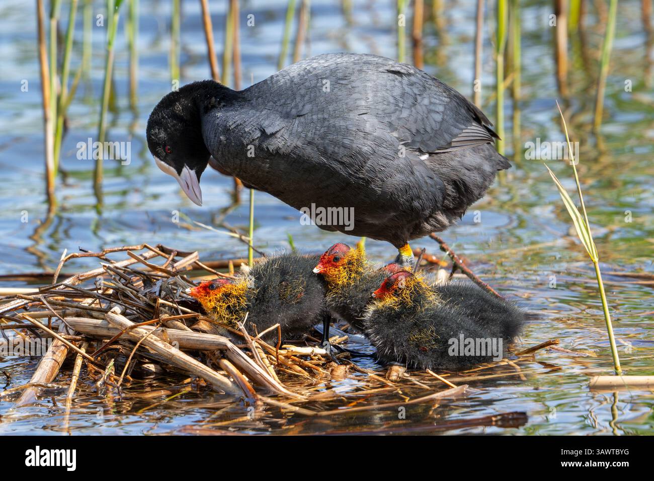 Coot eurasien / coot commun (Fulica atra) parent avec trois poussins reposant sur le nid dans l'étang parmi le roseau dans le marais / marais au printemps Banque D'Images