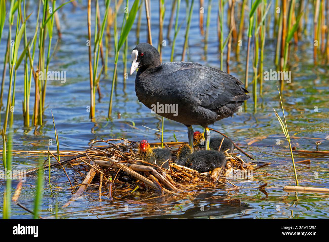 Coot eurasien / coot commun (Fulica atra) parent avec trois poussins reposant sur le nid dans l'étang parmi le roseau dans le marais / marais au printemps Banque D'Images