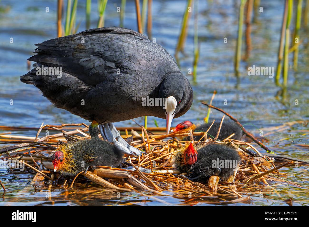 Coot eurasien / coot commun (Fulica atra) parent avec trois poussins reposant sur le nid dans l'étang parmi le roseau dans le marais / marais au printemps Banque D'Images