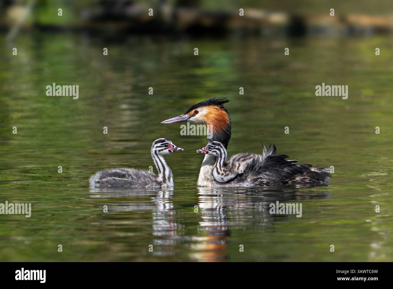 Grand grèbe à crête (Podiceps cristatus) parent en plumage d'élevage nageant dans l'étang avec des jeunes et des poussins chevauchant sur son dos au printemps Banque D'Images