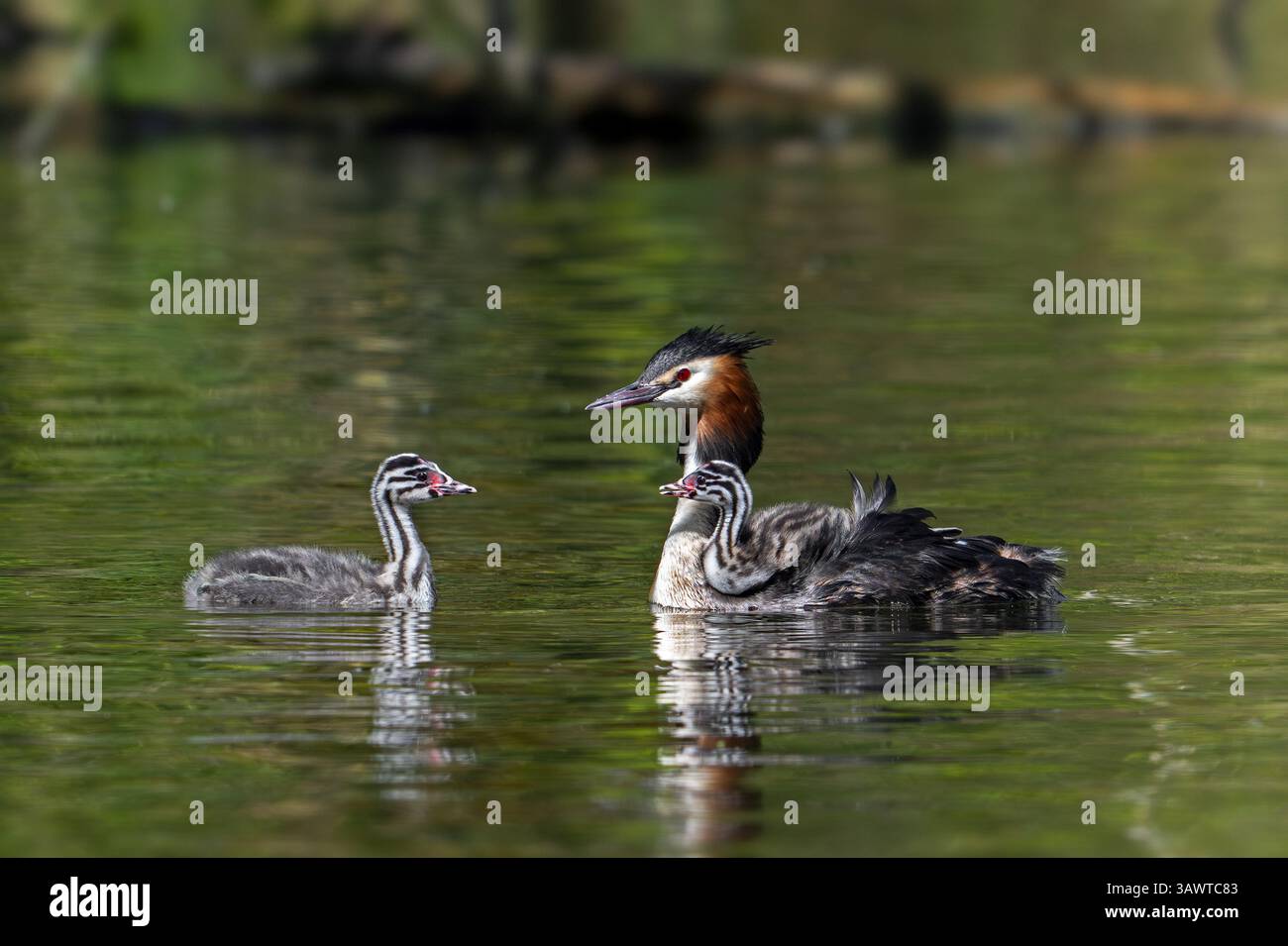 Grand grèbe à crête (Podiceps cristatus) parent en plumage d'élevage nageant dans l'étang avec des jeunes et des poussins chevauchant sur son dos au printemps Banque D'Images