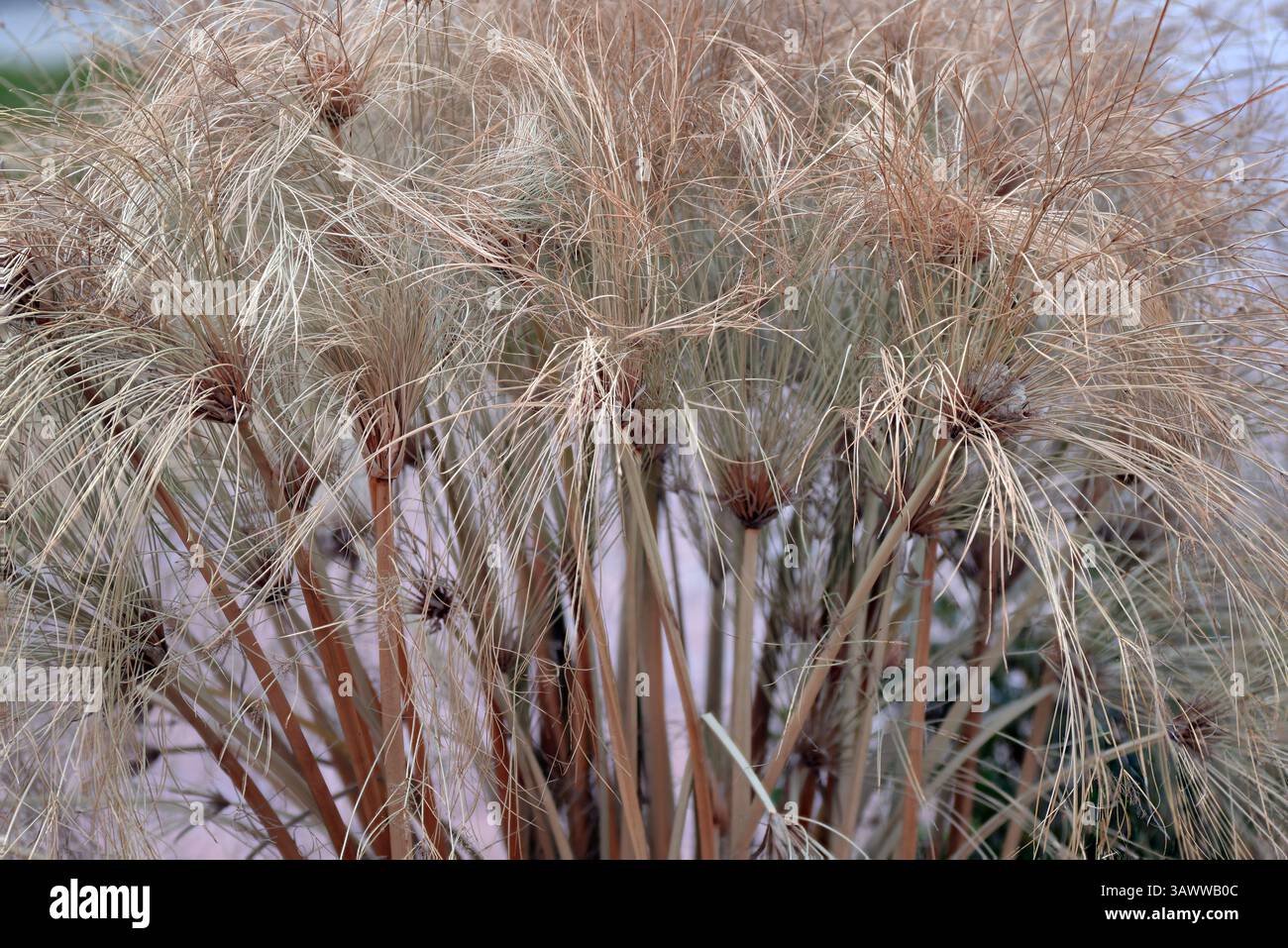 Cyperus papyrus, plante tropicale, alias papyrus, sedge de papyrus, roseau en papier, plante indienne de natte, ou herbe du Nil, présentée ici comme ornement saisonnier. Banque D'Images
