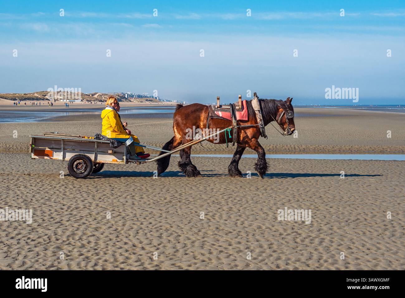 Pêcheurs de crevettes à cheval sur la plage d'Oostduinkerke à cheval de trait du Brabant à la mer du Nord pour la pêche à la crevette, Belgique. Banque D'Images