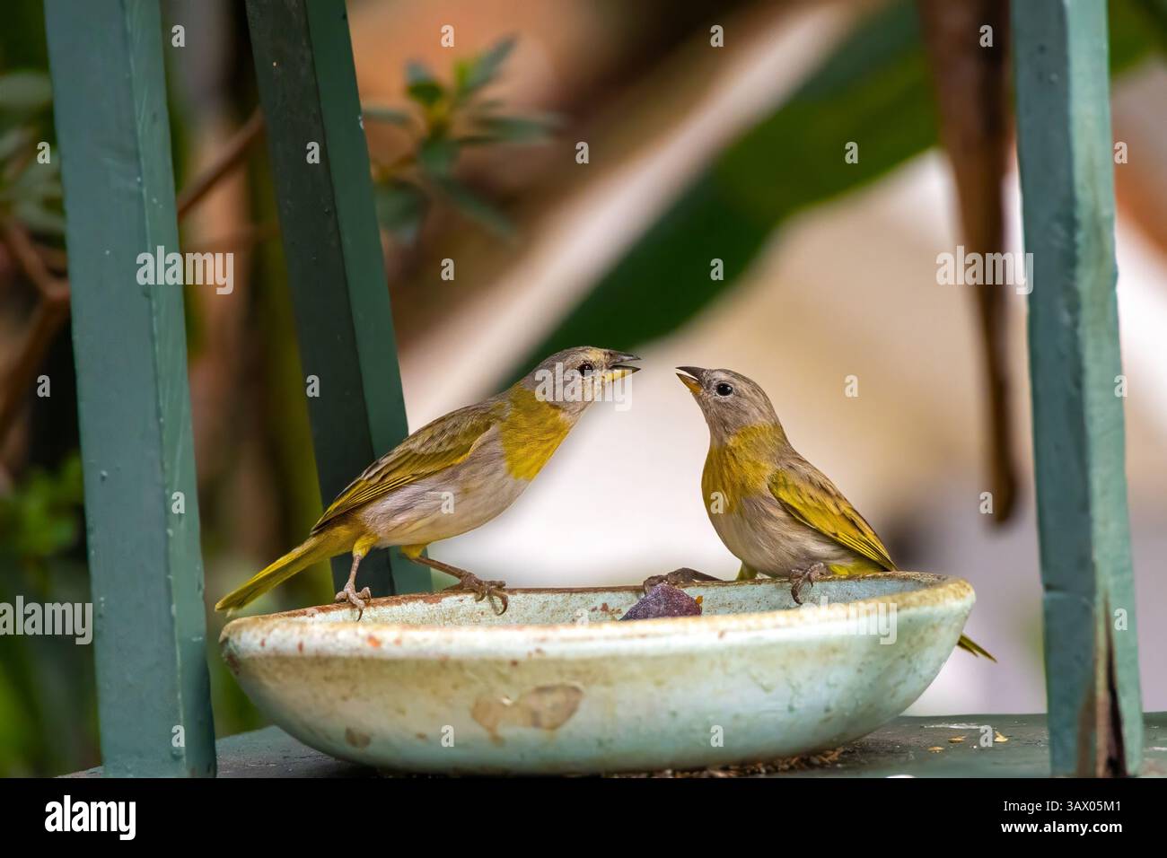 Oiseaux jaune safran Banque D'Images