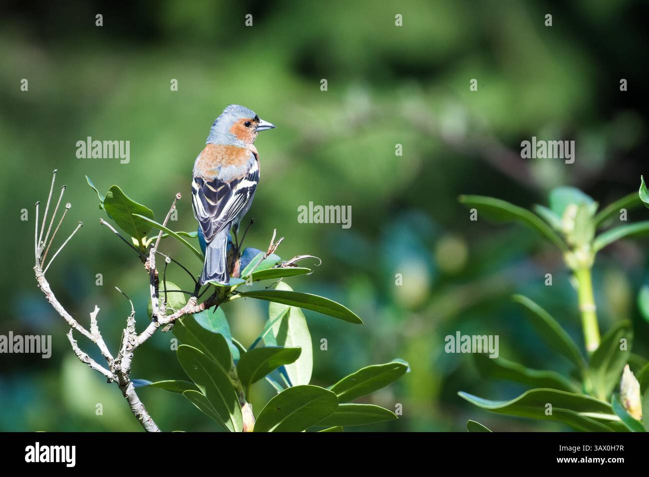 Fringilla coelebs aka Common Chaffinch perché sur la branche de l'arbre. Oiseau commun en république tchèque. Nature de la république tchèque. Banque D'Images