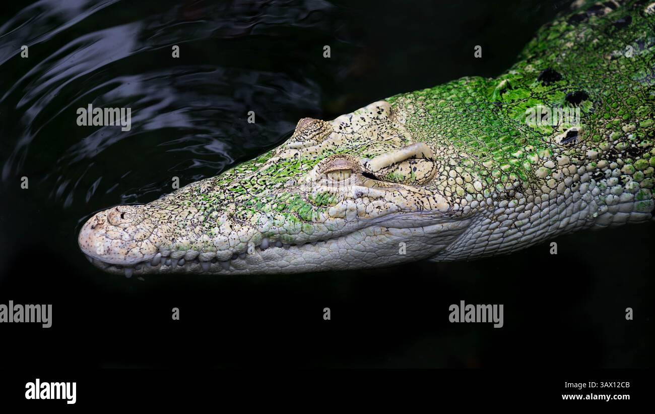 Crocodile blanc vert se cachant dans l'eau sombre avec des dents acérées Banque D'Images