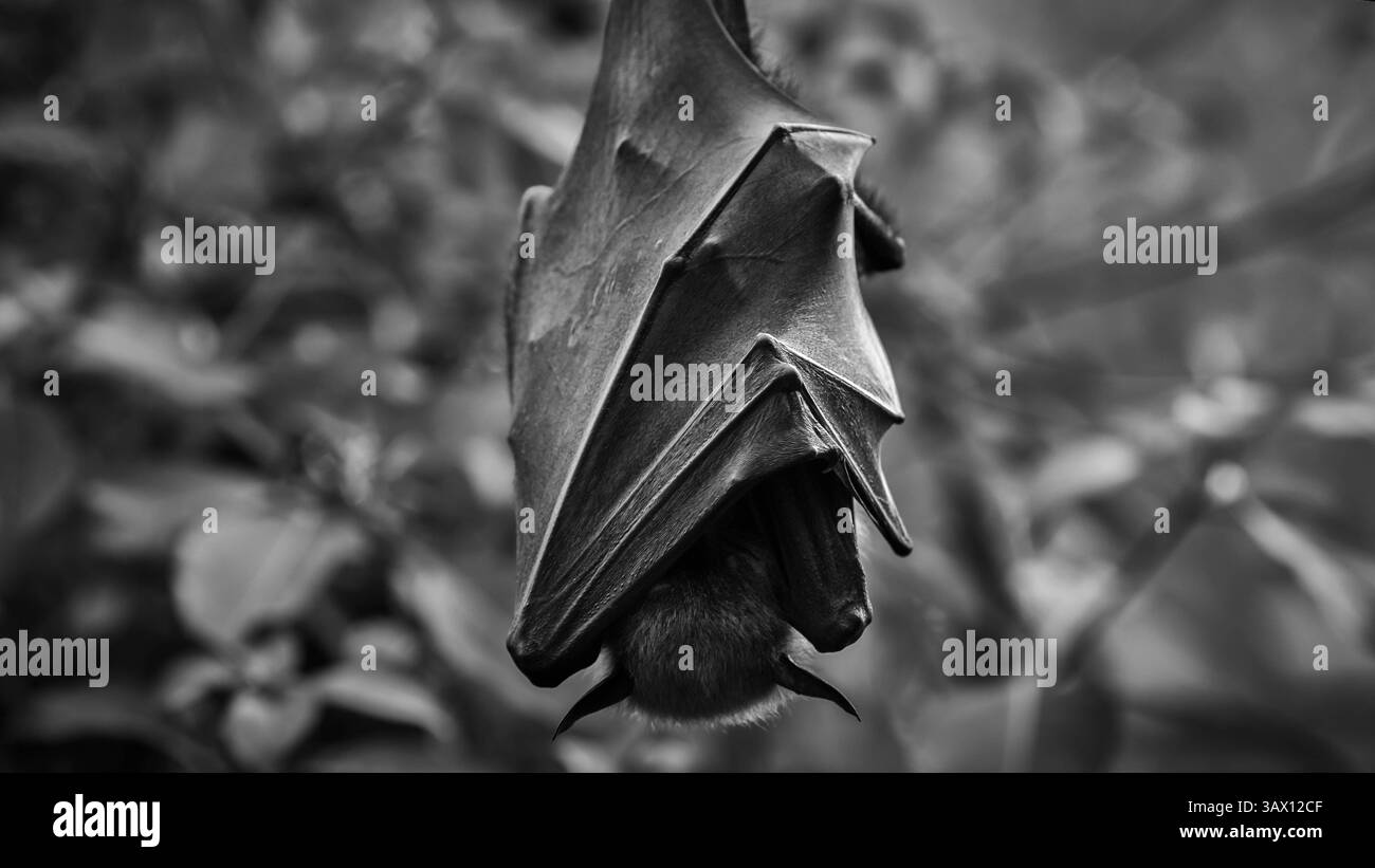 Gros plan photographie en noir et blanc d'une chauve-souris suspendue à l'envers, les ailes enroulées autour de son corps. Banque D'Images