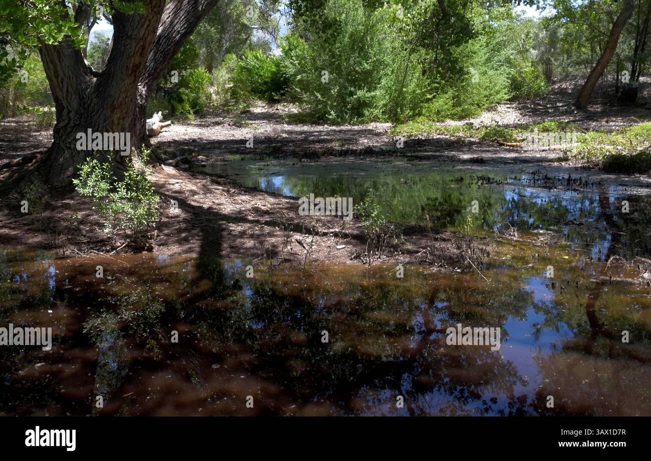 14 juin 2016 - Albuquerque, NOUVEAU-MEXIQUE, États-Unis - 06142016---les zones d'eau saumâtre et stagnante comme celle-ci dans l'espace ouvert d'Alameda bosque sont l'habitat de reproduction parfait pour la larve de moustique, photographiée le mardi 14 juin 2016. (Crédit image : © Dean Hanson/Albuquerque Journal/Albuquerque Journal via ZUMA Wire) Banque D'Images