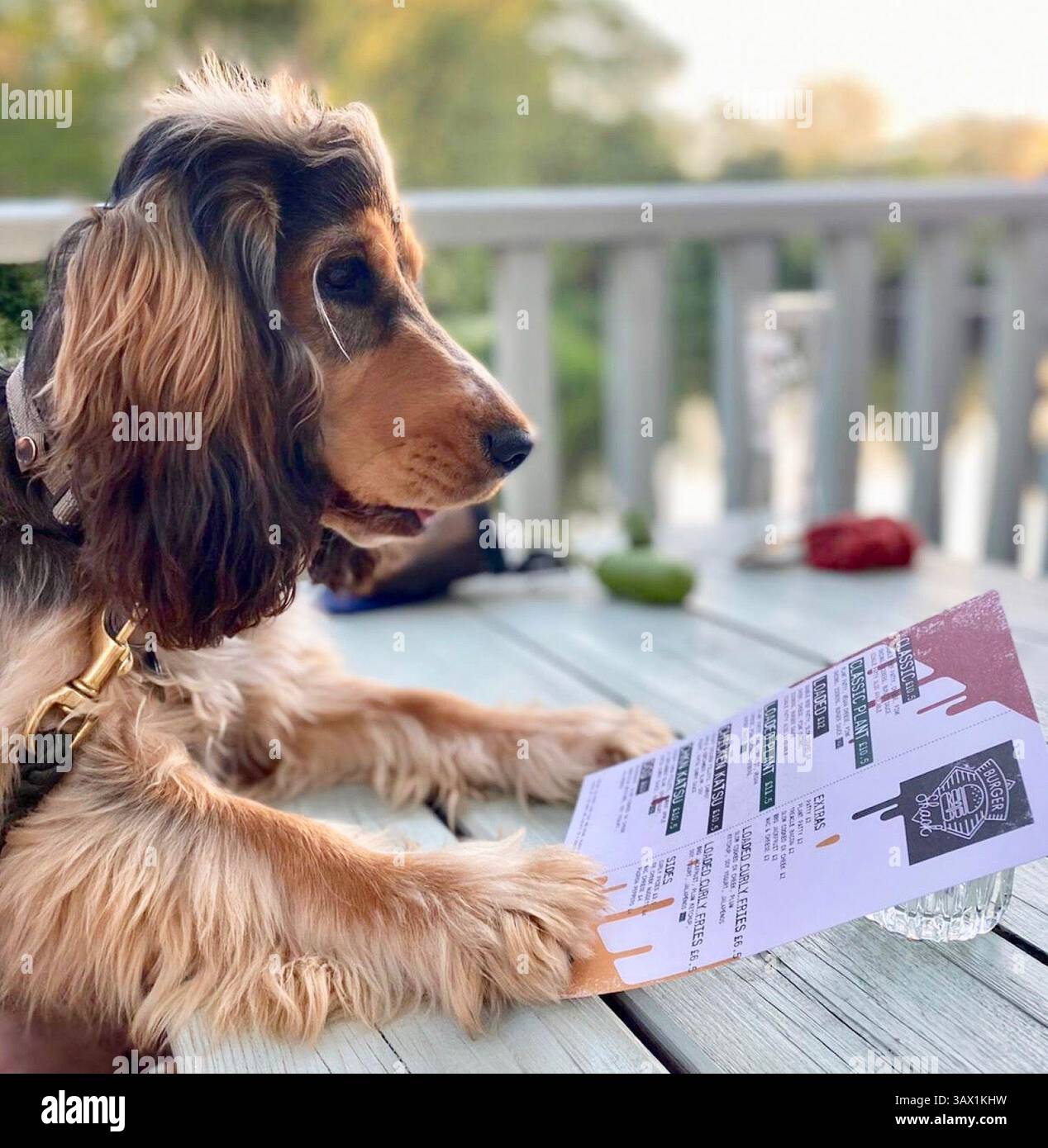 Déjeuners de pub pour chiens ! Ce gars chanceux choisit son spécial midi pendant que son propriétaire apprécie une pinte Banque D'Images