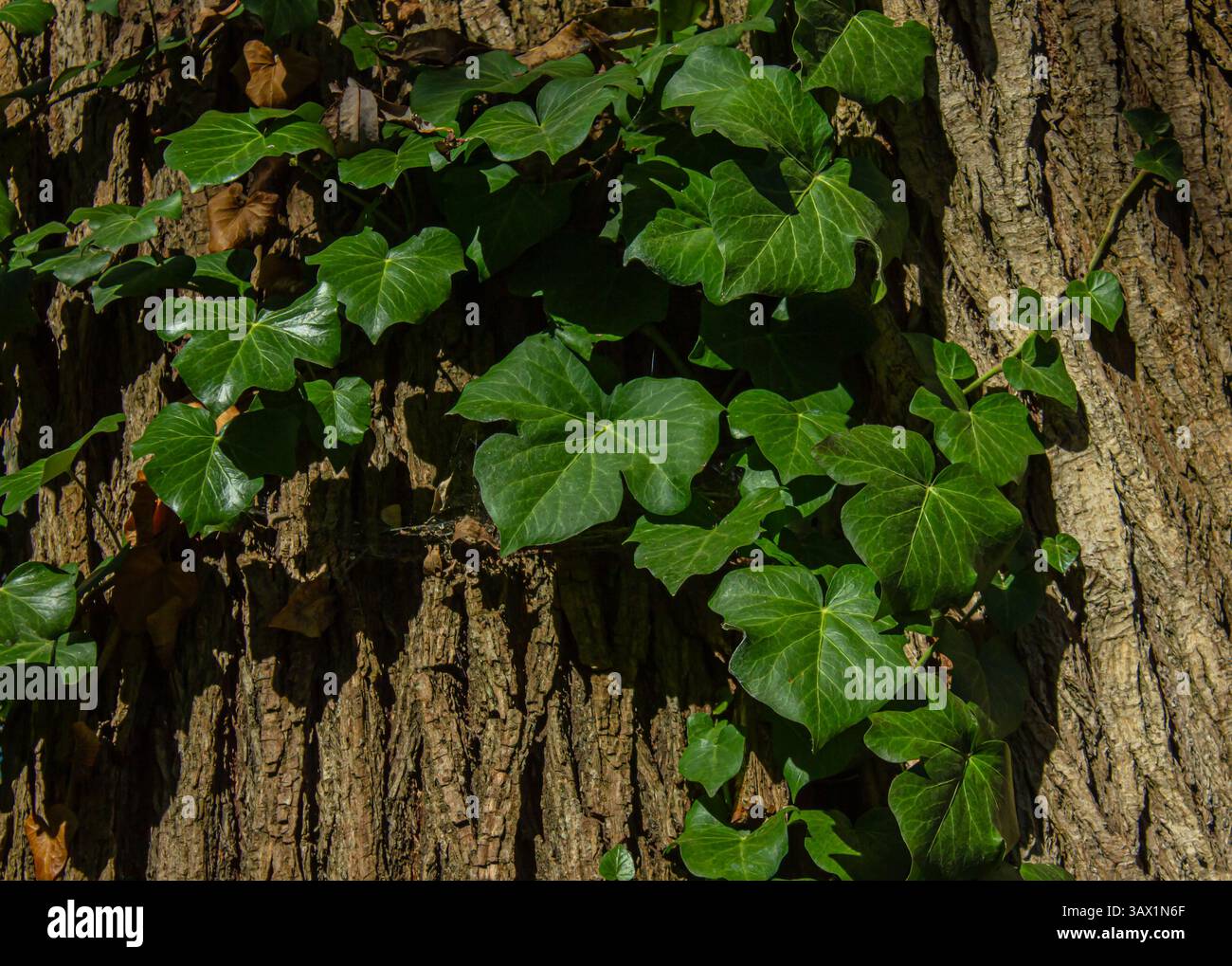 Vert anglais Ivy ou Hedera Helix. Branches vert lierre contre une écorce brune d'arbre. Arrière-plan naturel. Banque D'Images