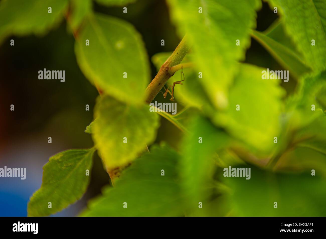 Prier le bébé Mantidae Mantidae dans un buisson de chapeau de sorcière Pycnostachys urticifolia Banque D'Images