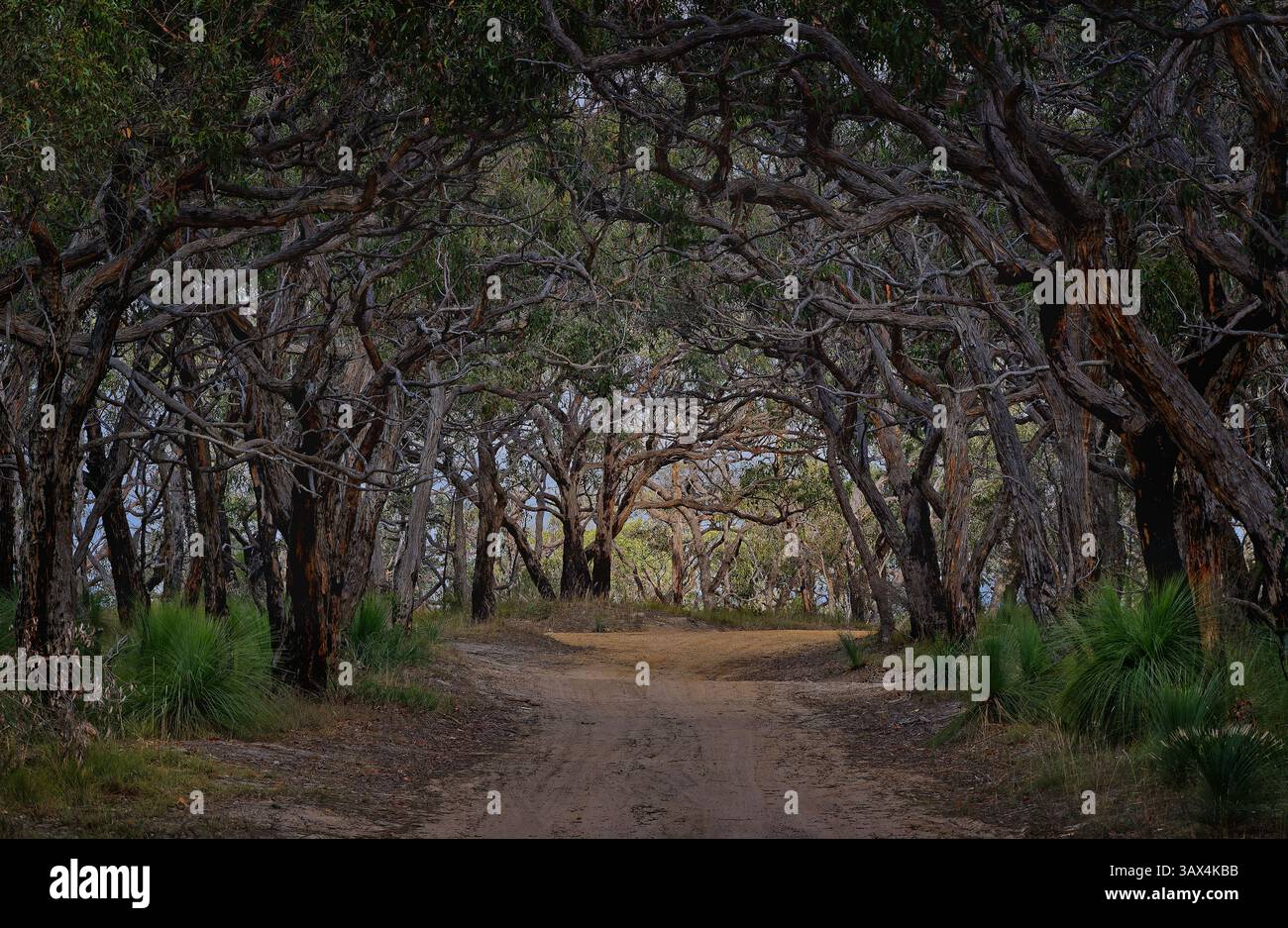 Branches d'eucalyptus enchevêtrées dans la forêt de landes le long d'un sentier de randonnée et de 4x4 sablonneux dans le parc national de Great Otway, Anglesea, Victoria, Australie Banque D'Images