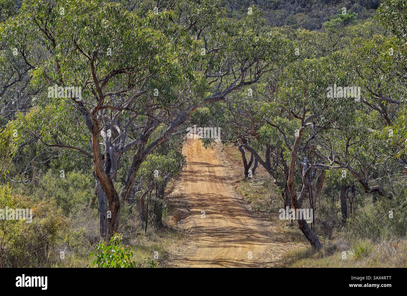 Branches d'eucalyptus enchevêtrées dans la forêt de landes le long d'un sentier de randonnée et de 4x4 sablonneux dans le parc national de Great Otway, Anglesea, Victoria, Australie Banque D'Images