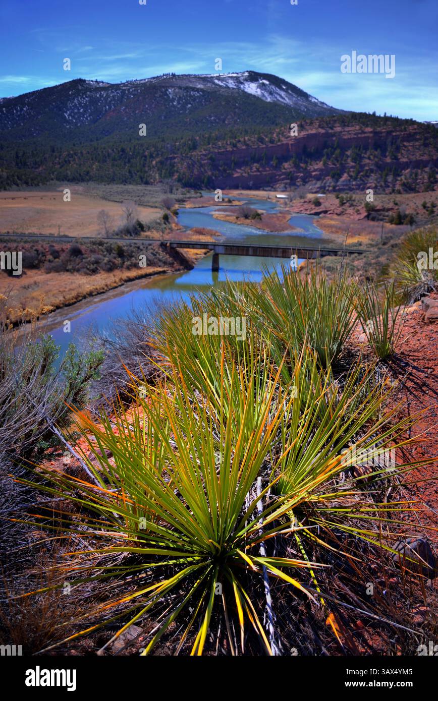 Paysage occidental du Colorado avec des plantes de Yucca (Yucca gloriosa), également connu sous le nom de poignard espagnol, au premier plan Banque D'Images