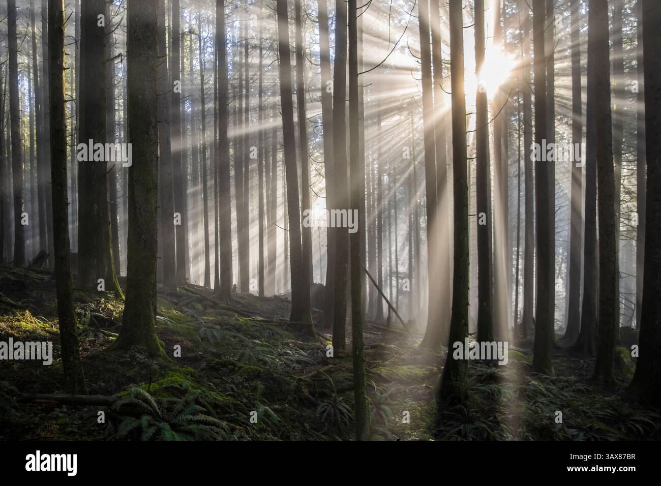 La lumière du soleil traverse de grands arbres dans un cadre forestier tranquille. La brume douce persiste, améliorant l'ambiance mystique des premières heures du matin, showc Banque D'Images