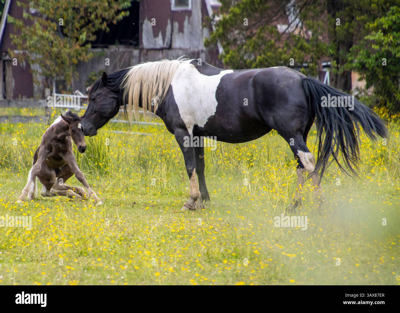 Dans un champ vert vibrant plein de fleurs sauvages, un cheval noir et blanc interagit doucement avec son poulain. Le jeune cheval ludique est assis comme l'adulte Banque D'Images