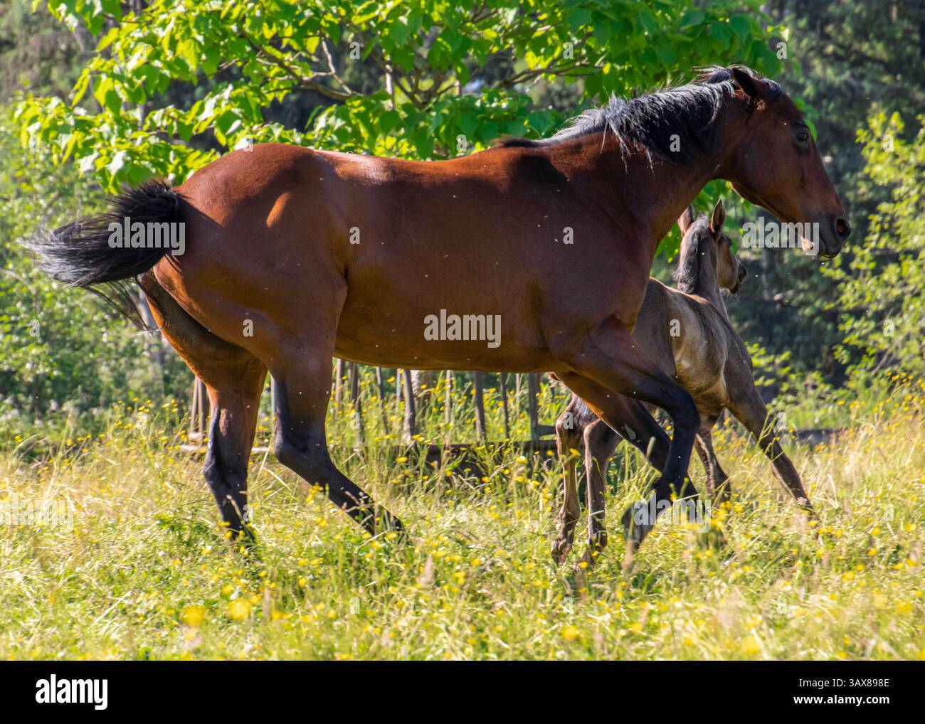 Deux chevaux, un brun et un de couleur claire, bavardent ensemble dans un pré ensoleillé rempli d'herbes hautes et de fleurs sauvages. La jument poursuit agressivement aw Banque D'Images