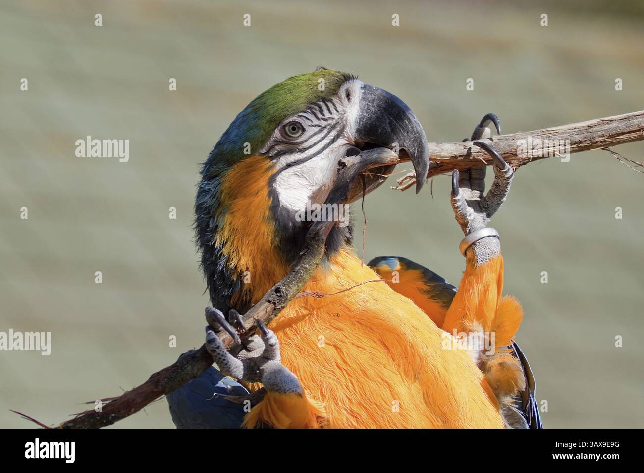 Portrait d'un aras jaune dans un zoo Portrait d'un aras bleu et or dans un zoo Banque D'Images