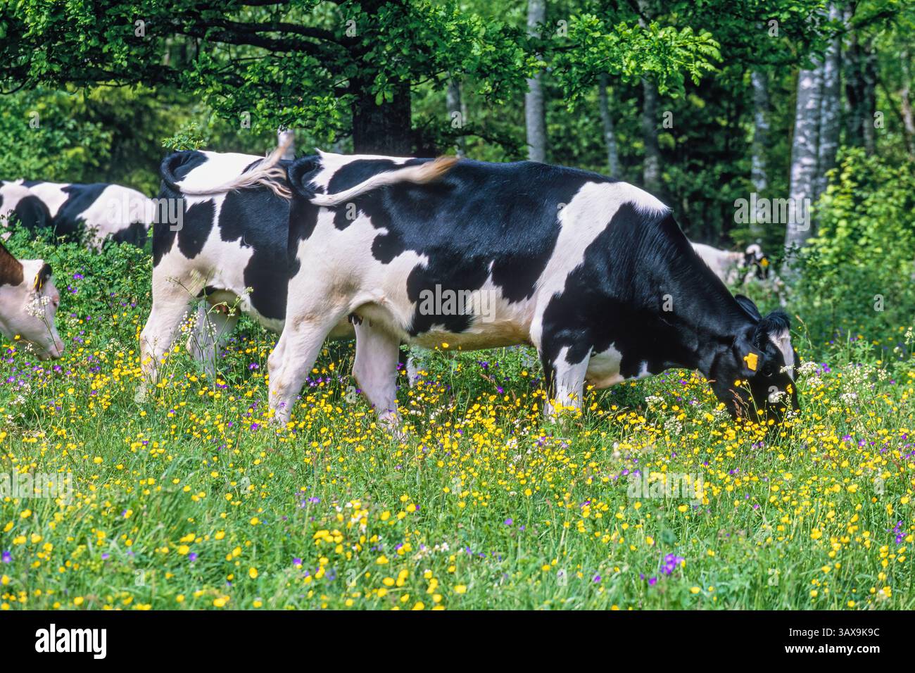 Faire paître des vaches sur une prairie en fleurs lors d'une belle journée d'été Banque D'Images