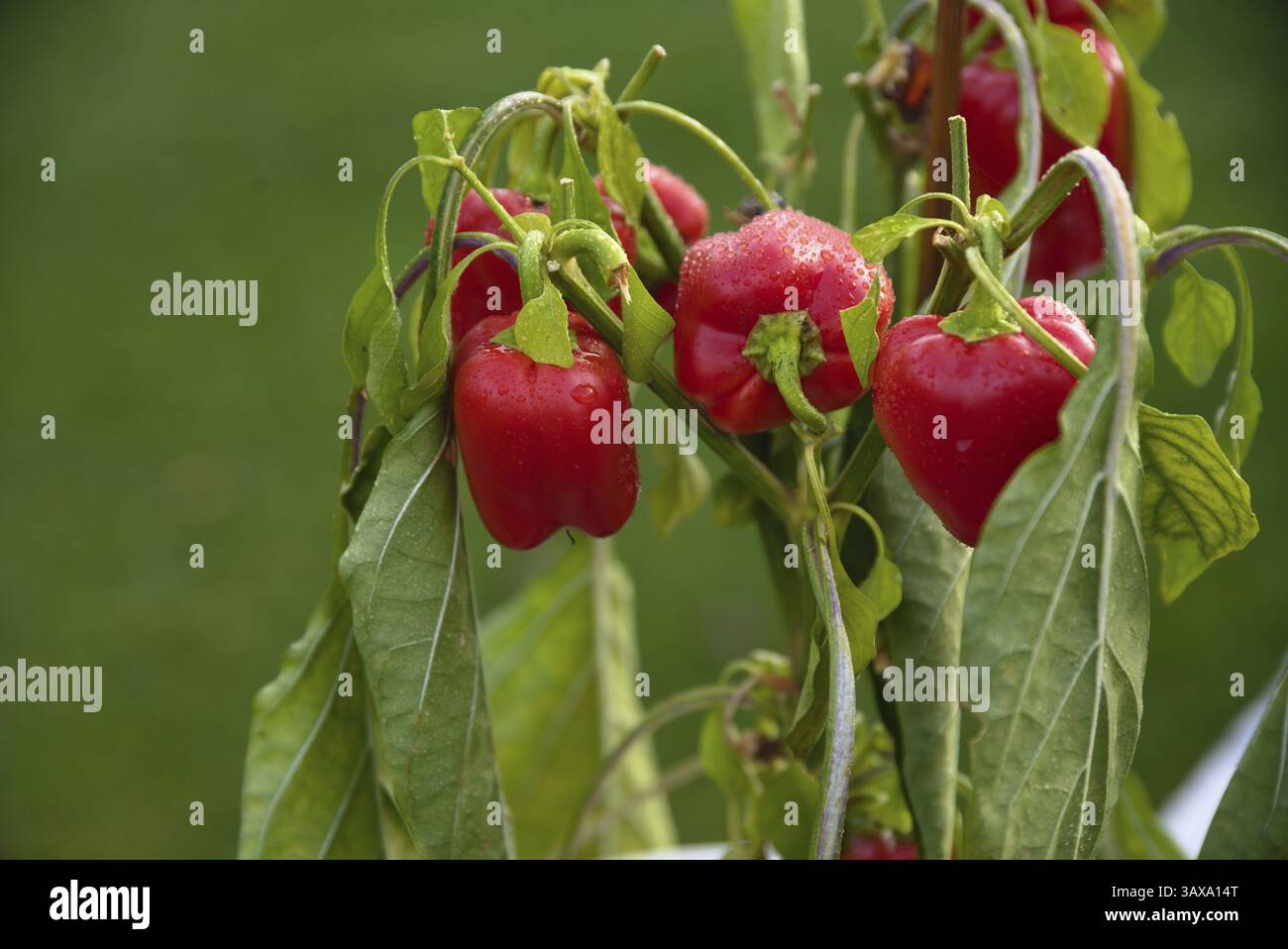 De nombreux poivrons doux sont encore sur la plante, mûrs et attendent d'être récoltés Banque D'Images