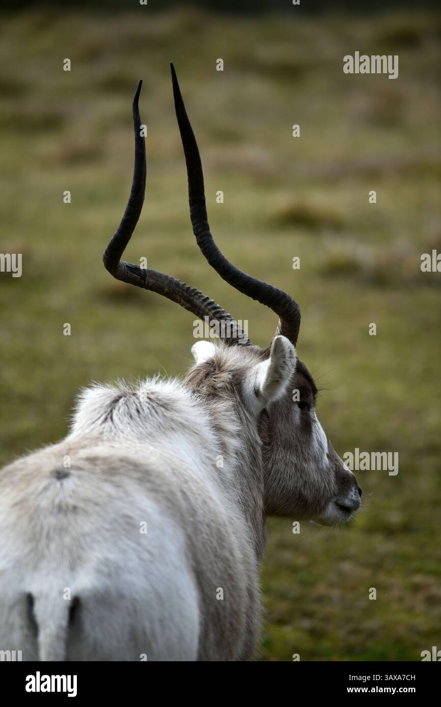Portrait d'un addax (Addax nasomaculatus), également connu sous le nom d'antilope blanche et d'antilope de la corne crantée, une antilope originaire du désert du Sahara. Banque D'Images
