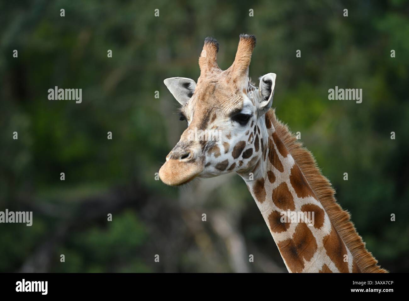 Portrait d'une girafe de Rothschild (G. c. rothschildi) Banque D'Images