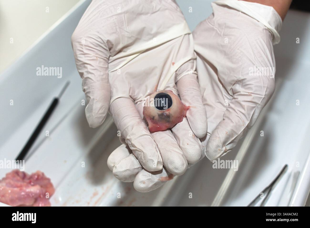 Oeil d'une vache pendant la dissection est présenté - gros plan, pathologie Banque D'Images