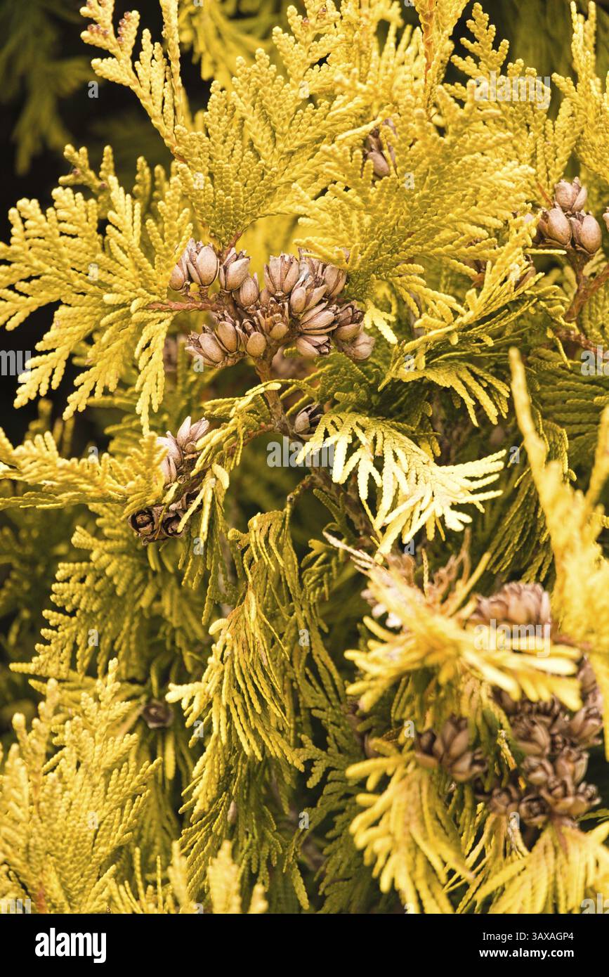 Emerald thuja brillant doré au soleil - gros plan Banque D'Images