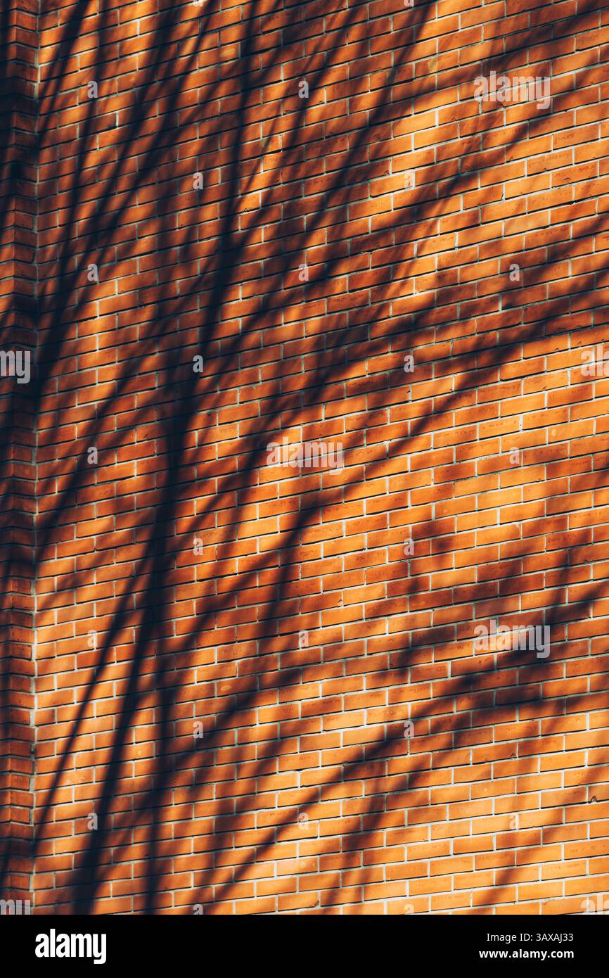 Branches d'arbre ombre sur le mur de briques de construction, mise au point sélective Banque D'Images