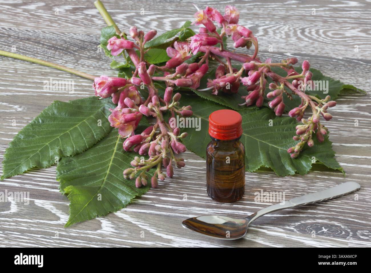 Gouttes de fleur de Bach dans une bouteille en verre avec des fleurs de châtaignier rouges gouttes de fleur de bach dans une bouteille en verre avec des fleurs de châtaignier rouges Banque D'Images