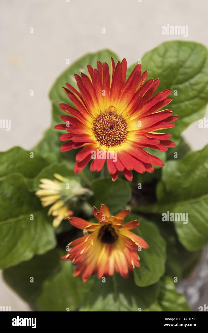 Gerbera brillant, plante d'intérieur bicolore et plante en pot Banque D'Images