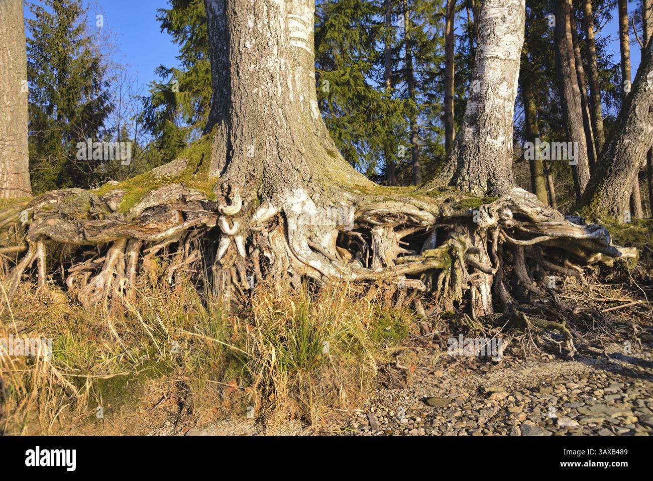 Racines exposées de plusieurs arbres entrelacés - gros plan Banque D'Images