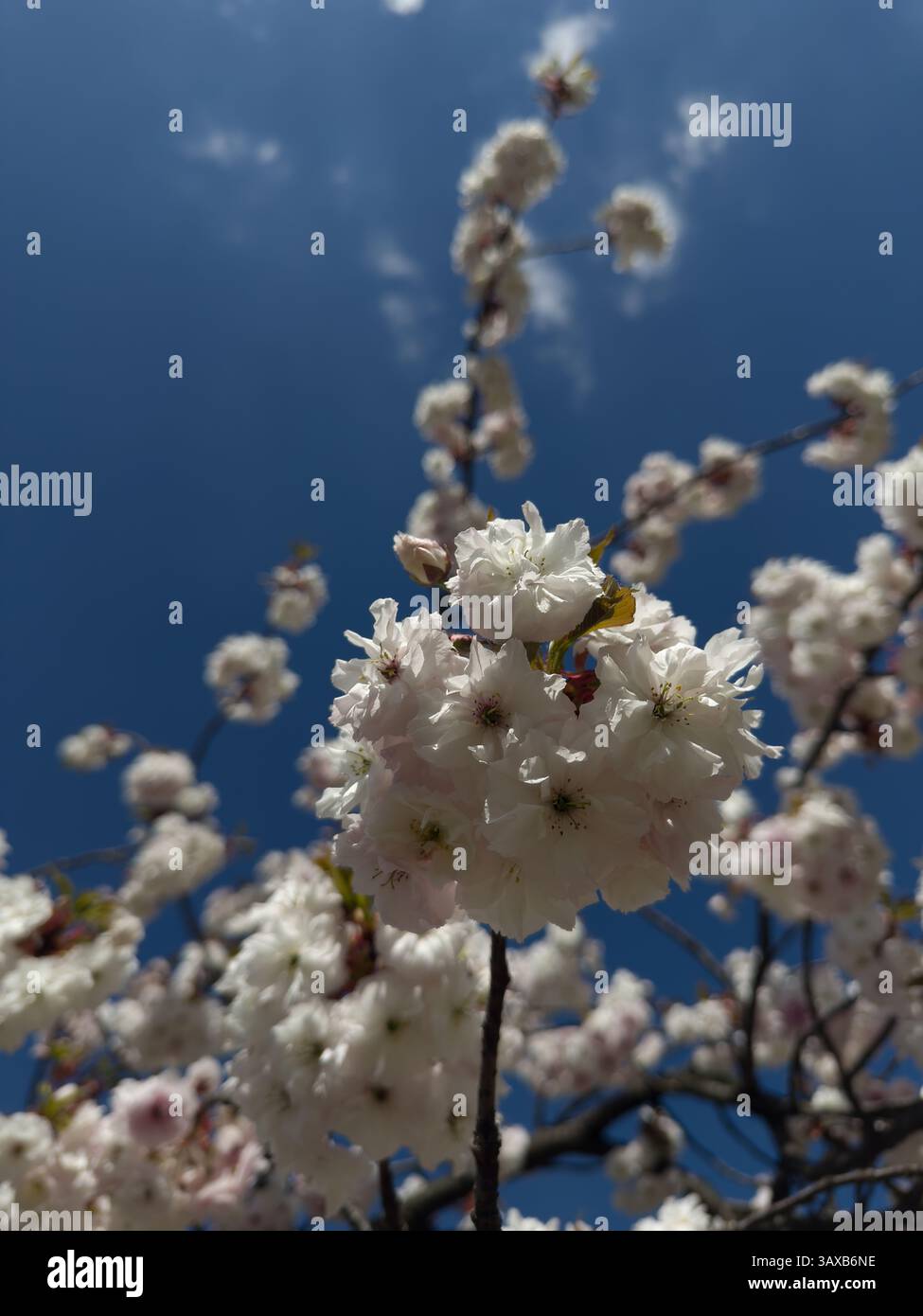 Les cerisiers blancs fleurissent sous un ciel bleu vif, symbolisant le renouveau et la beauté saisonnière. Image haute résolution idéale pour les projets sur le thème de la nature. - Image de stock capturée avec un smartphone