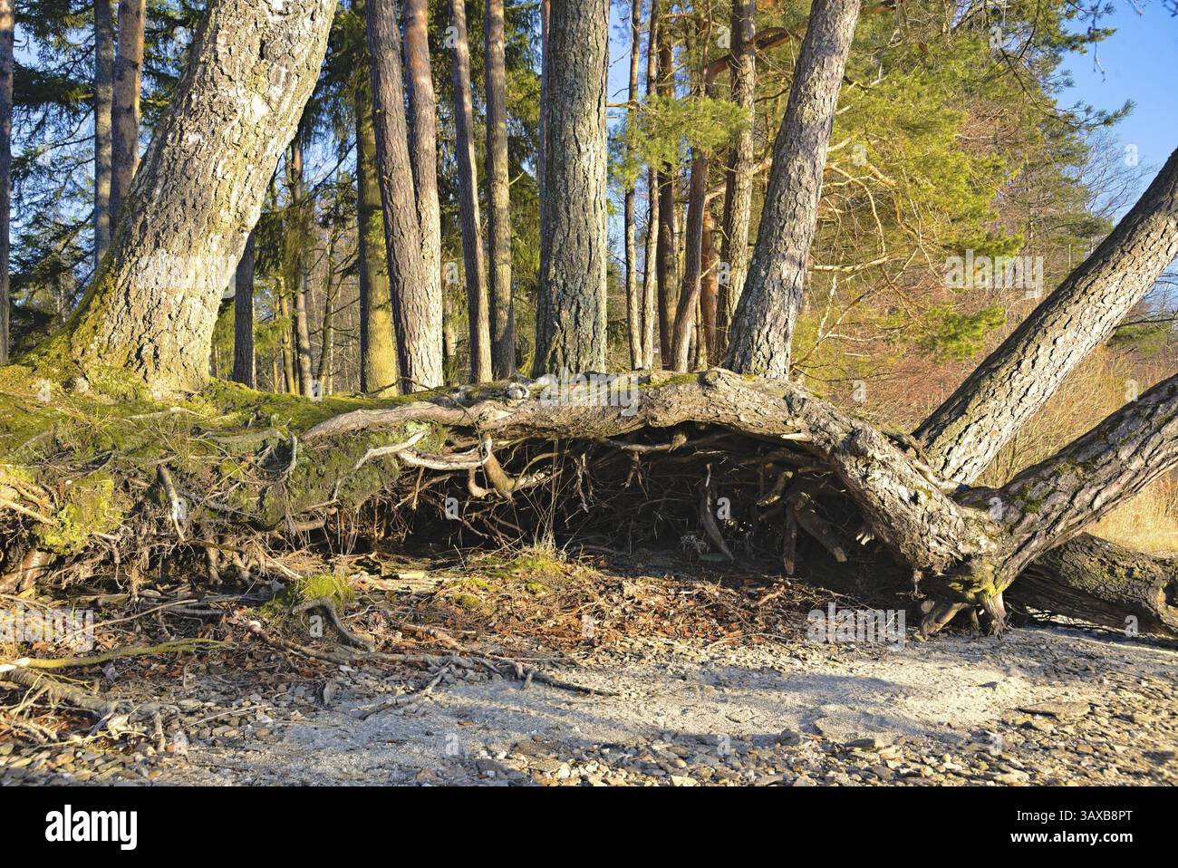 Système racinaire exposé de plusieurs arbres - gros plan de porte-greffe entrelacé Banque D'Images