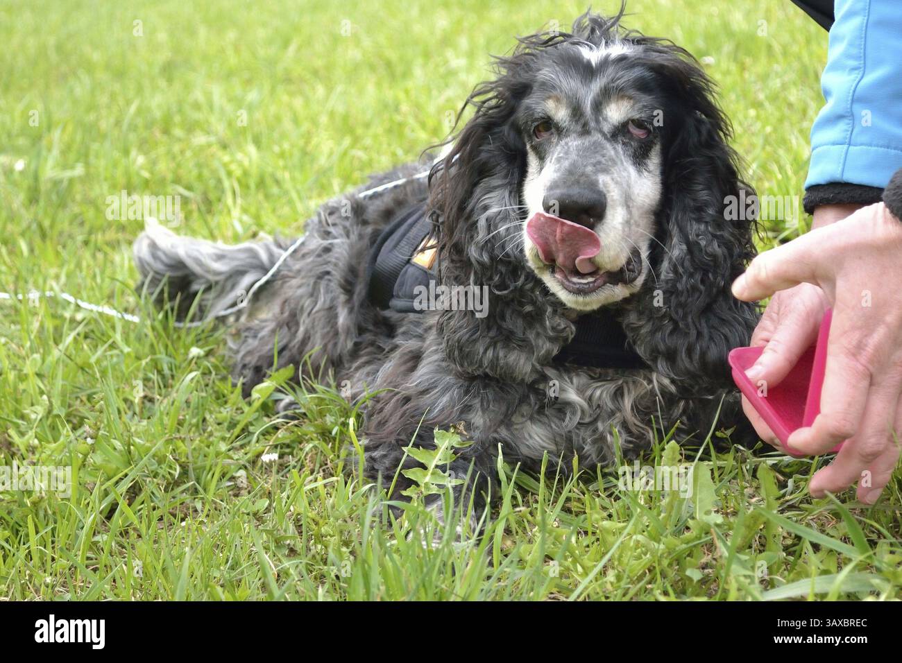 Chien reçoit des friandises comme récompense Banque D'Images