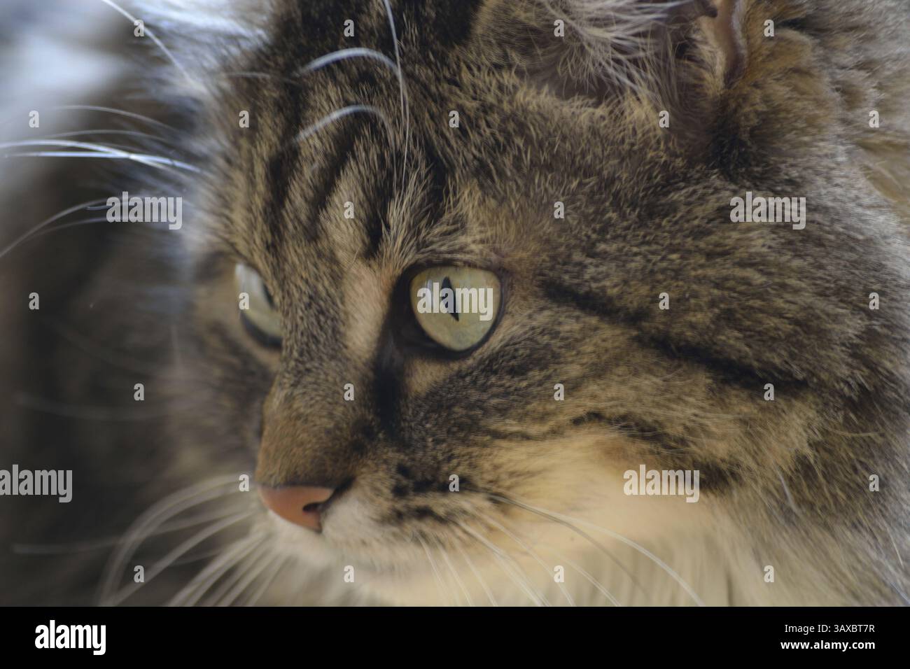 Chat domestique tabby attentif - gros plan Banque D'Images