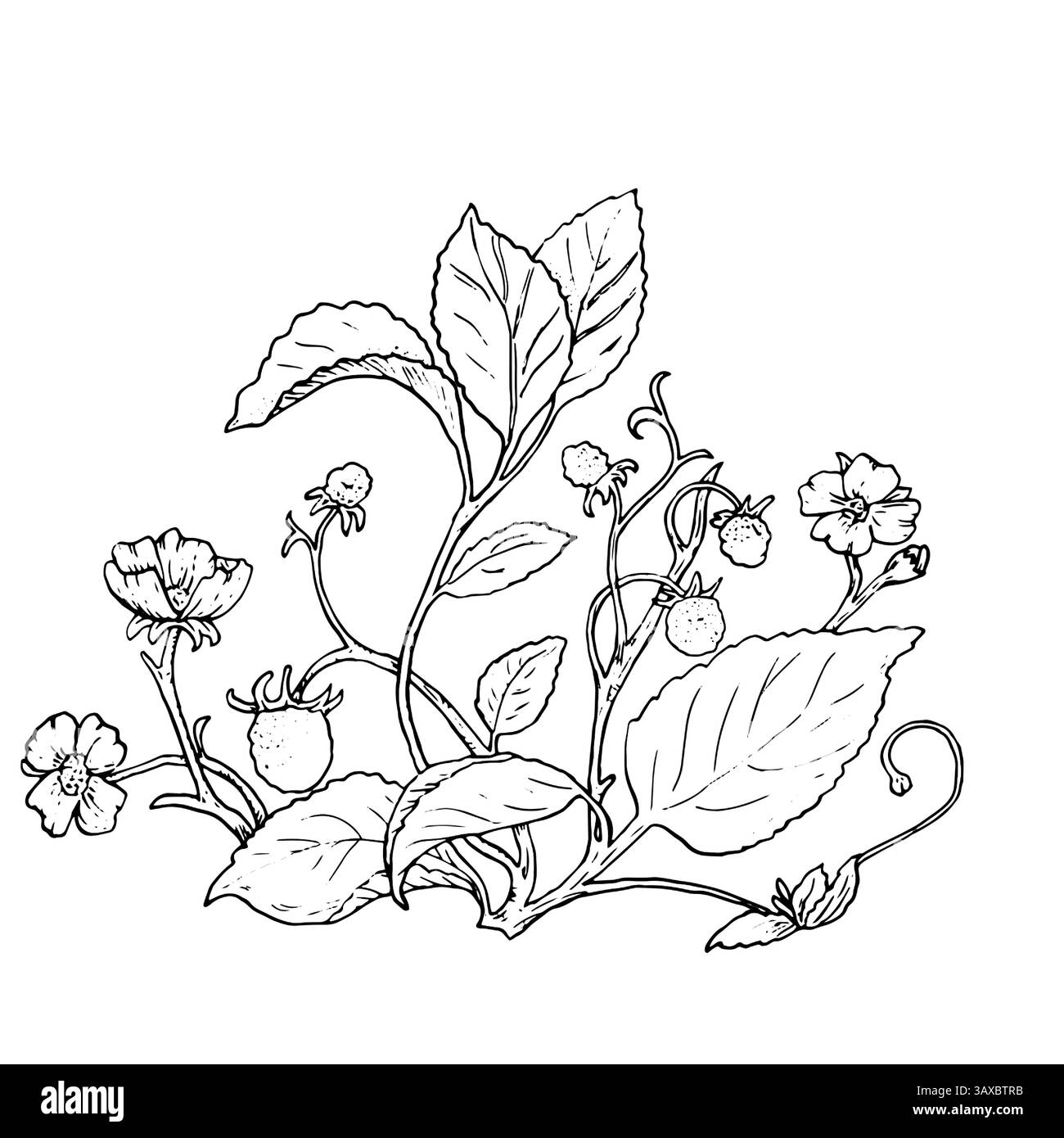 Arbustes à fraises avec des fleurs et des feuilles, croquis noir et blanc. Illustration vectorielle. Baies mûres sur des arbustes de fraises en fleurs, isolées sur un Illustration de Vecteur