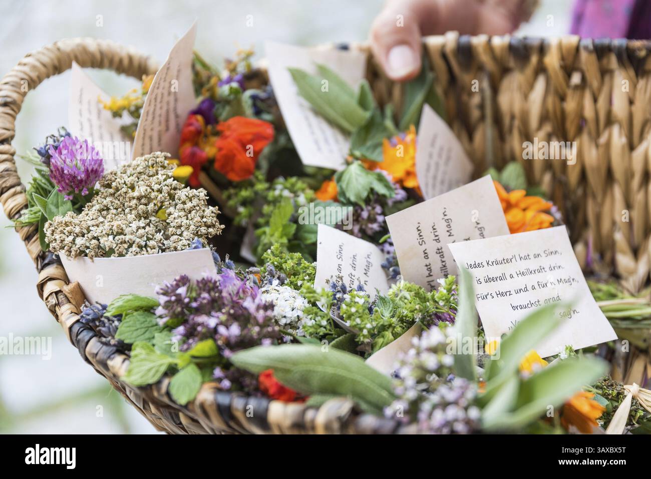 Buissons d'herbes lors de la fête de l'Assomption - bénédiction des herbes, 15 août Banque D'Images
